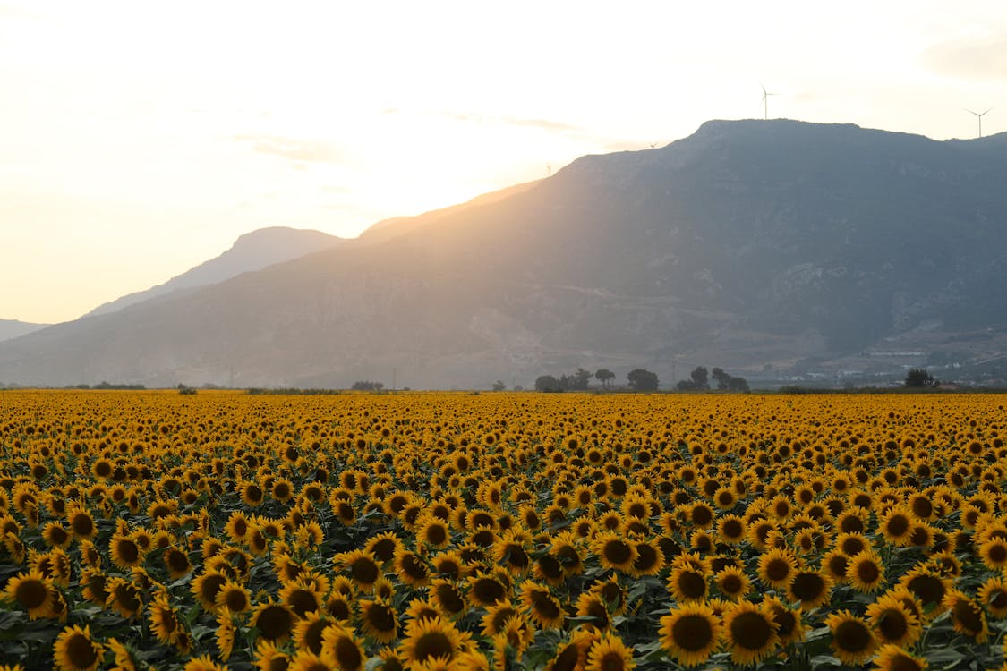 Sunflower Field Near Mountain