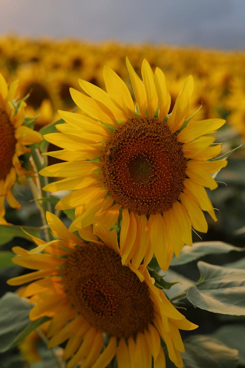 A Close-Up Shot of Sunflowers in Bloom