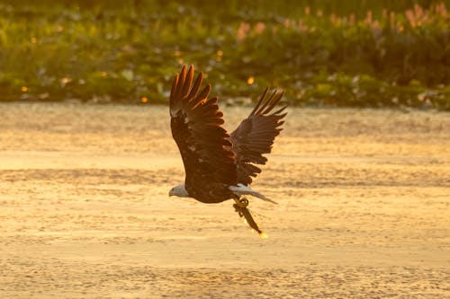 Photo of a Bird Flying over Body of Water