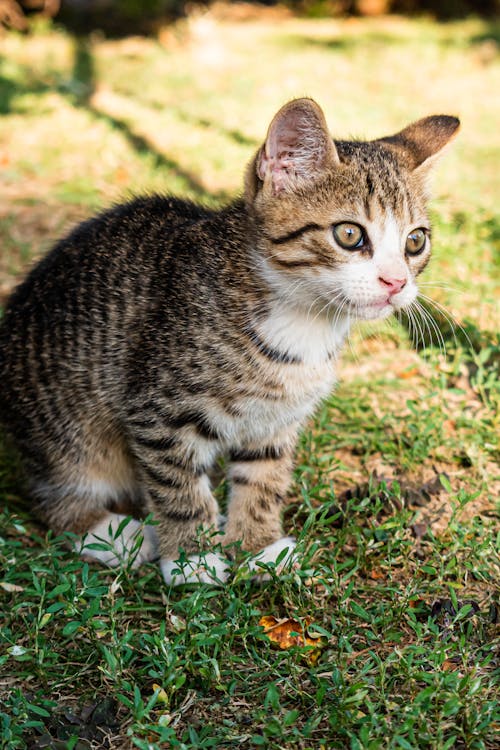 A Cat Sitting on the Grass