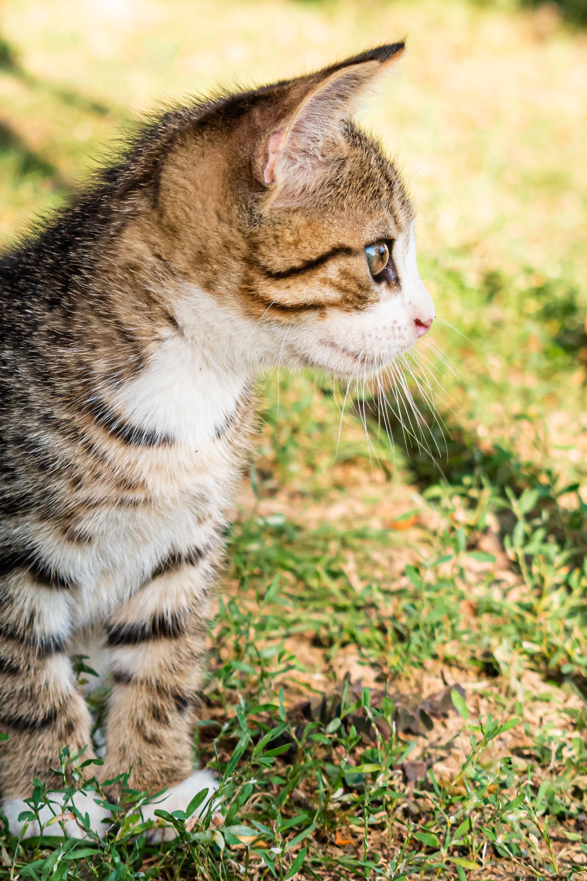 Brown Tabby Cat on Green Grass · Free Stock Photo