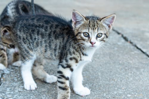 Fotos de stock gratuitas de animal, atigrado, de cerca