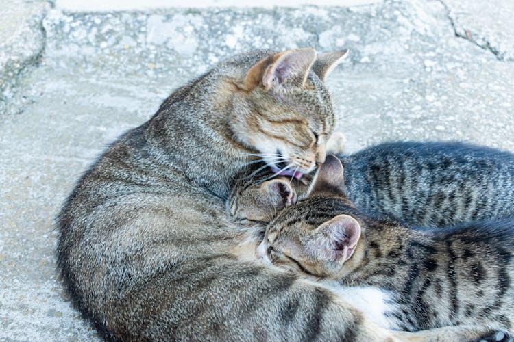 Tabby Cat Feeding Her Kittens