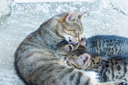 Free Mother tabby cat grooming her kittens in a cozy, outdoor setting. Stock Photo
