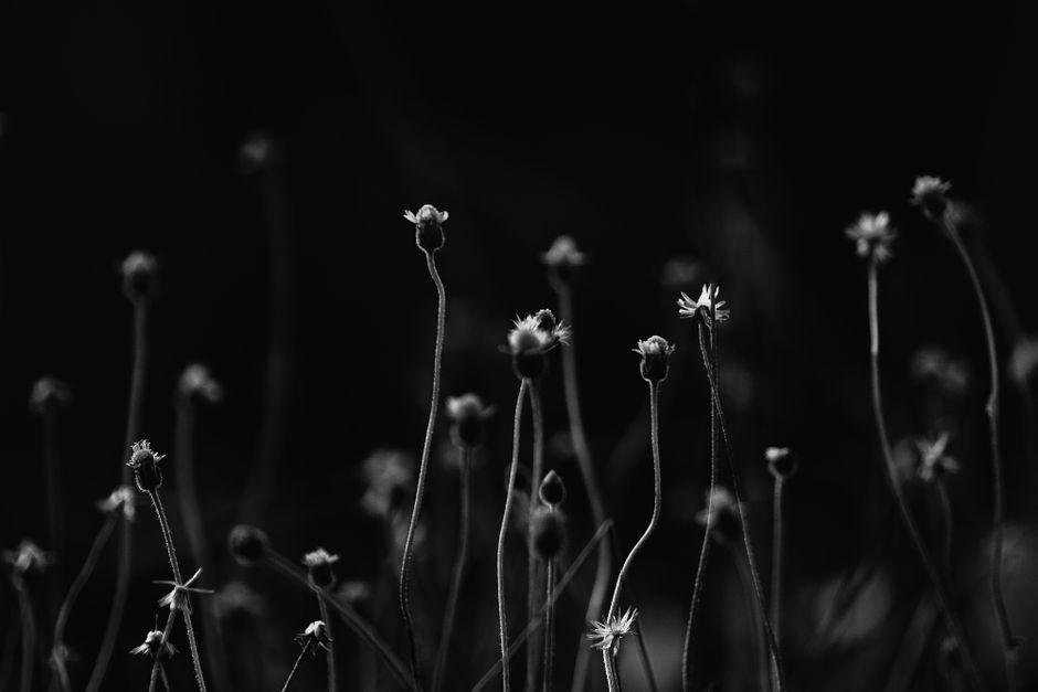 Elegantly captured black and white silhouettes of flowers against a dark background.