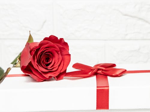 Free Red Rose on a Gift Box with Red Ribbon Stock Photo