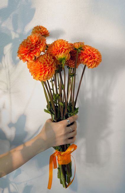 A vibrant bouquet of orange dahlias held against a soft wall background, ideal for floral photography.