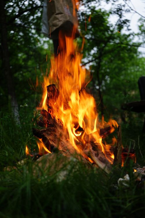 Free A vibrant campfire burning in a green forest, capturing the essence of outdoor adventure. Stock Photo