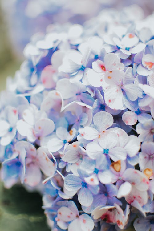 Free Blue and White Flowers in Tilt Shift Lens Stock Photo