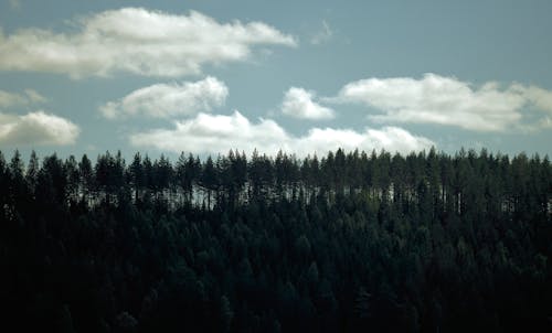 Forest Landscape under Clouds