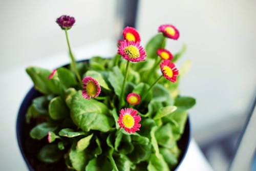 Red and Yellow Flowers