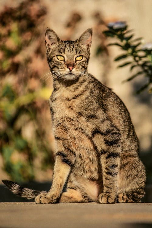 Imagine de stoc gratuită din a închide, animal, animal de casă