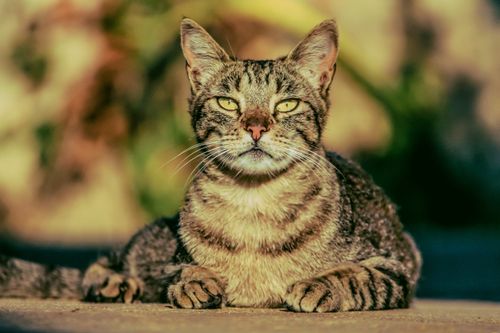Free A serene tabby cat lies on a concrete surface, illuminated by warm sunlight. Perfect for animal lovers. Stock Photo