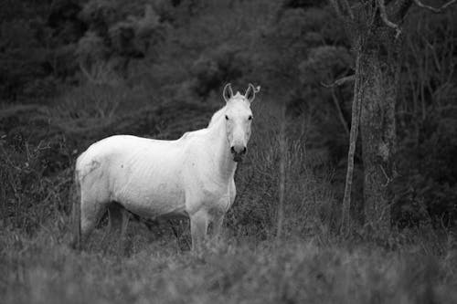 Grayscale Photo of a White Horse 