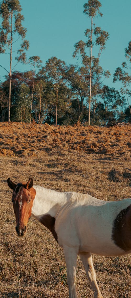 美丽的动物, 馬 的 免费素材图片