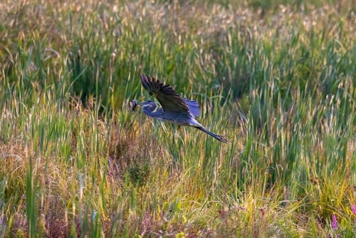 Great Blue Heron Flying over Green Grass Field