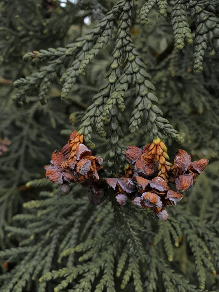 Cones Growing On Green Conifer Tree