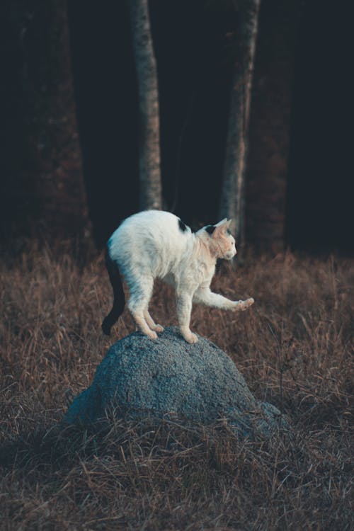 Free A Cat on a Rock Stock Photo