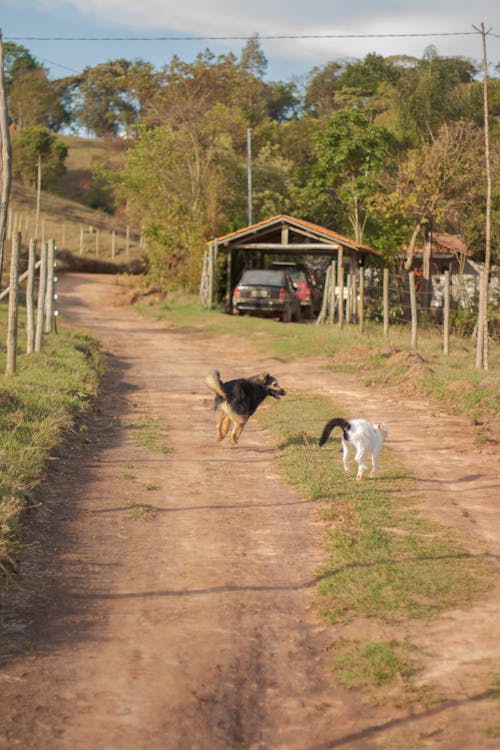 Cat and Dog Running on Dirt Road