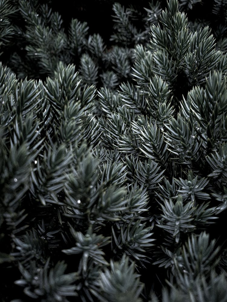 Green Pine Tree Leaves