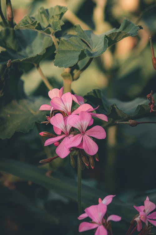 Close-Up Shot of Blooming Pink Flowers