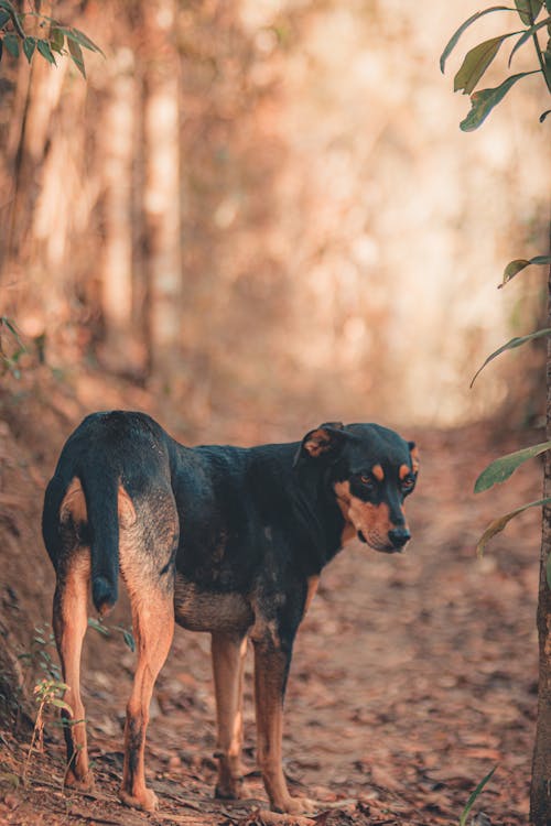 Dog Standing on a Footpath in a Forest
