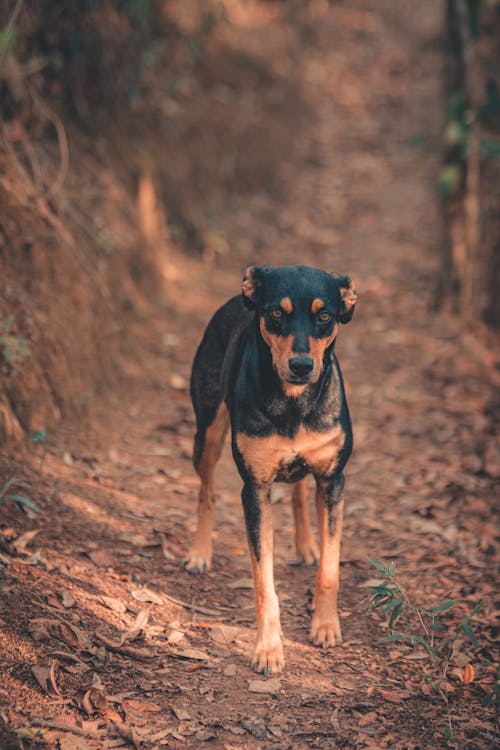 Dog on a Path in Forest 