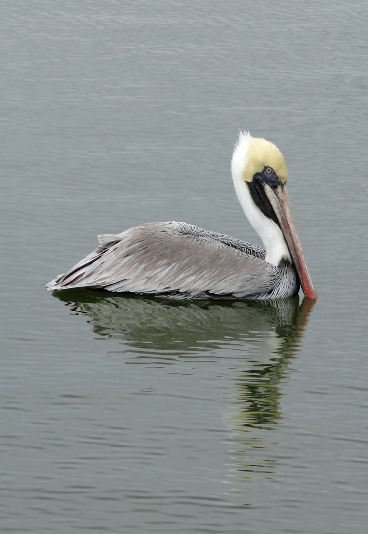 Eastern Brown Pelican On Water