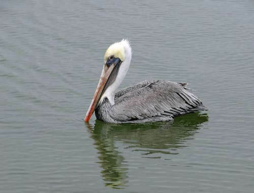 Brown Pelican on the Body of Water