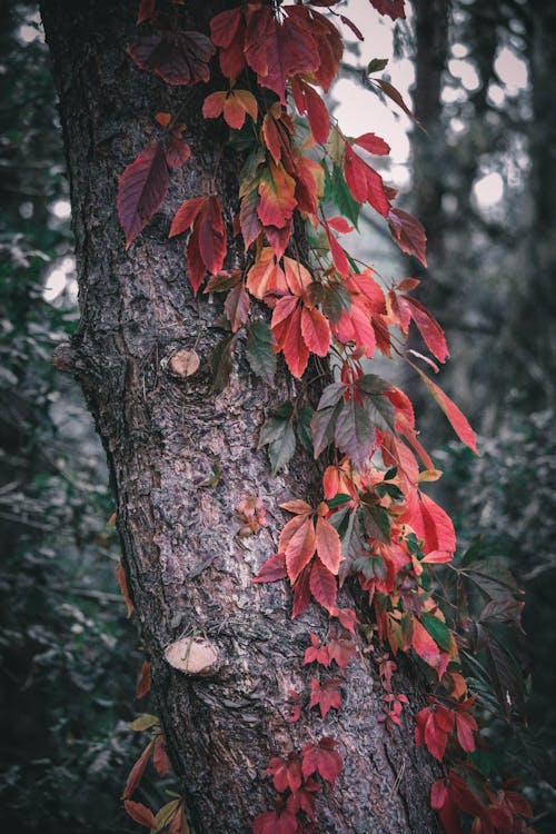 Darmowe zdjęcie z galerii z bluszcz, jesień, liście