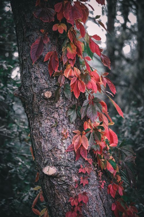 Free Capture of a Virginia creeper vine with red autumn leaves on a tree trunk in Lommel, Belgium. Stock Photo