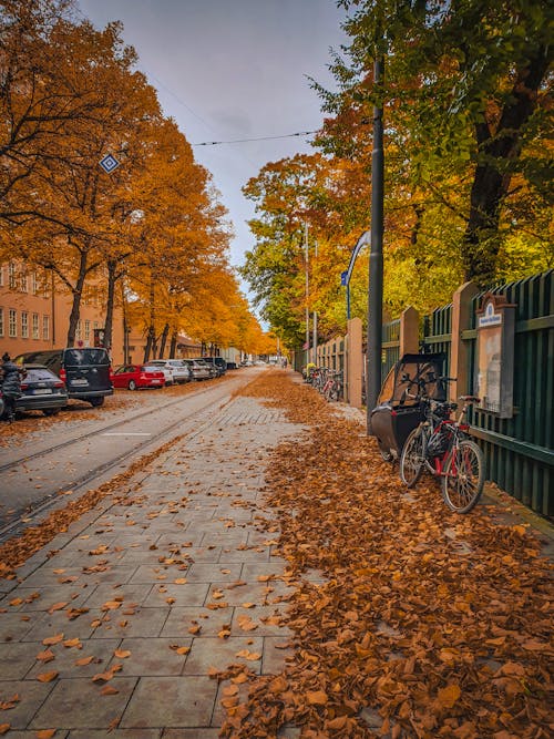 Foto profissional grátis de árvores, calçada, calçadas