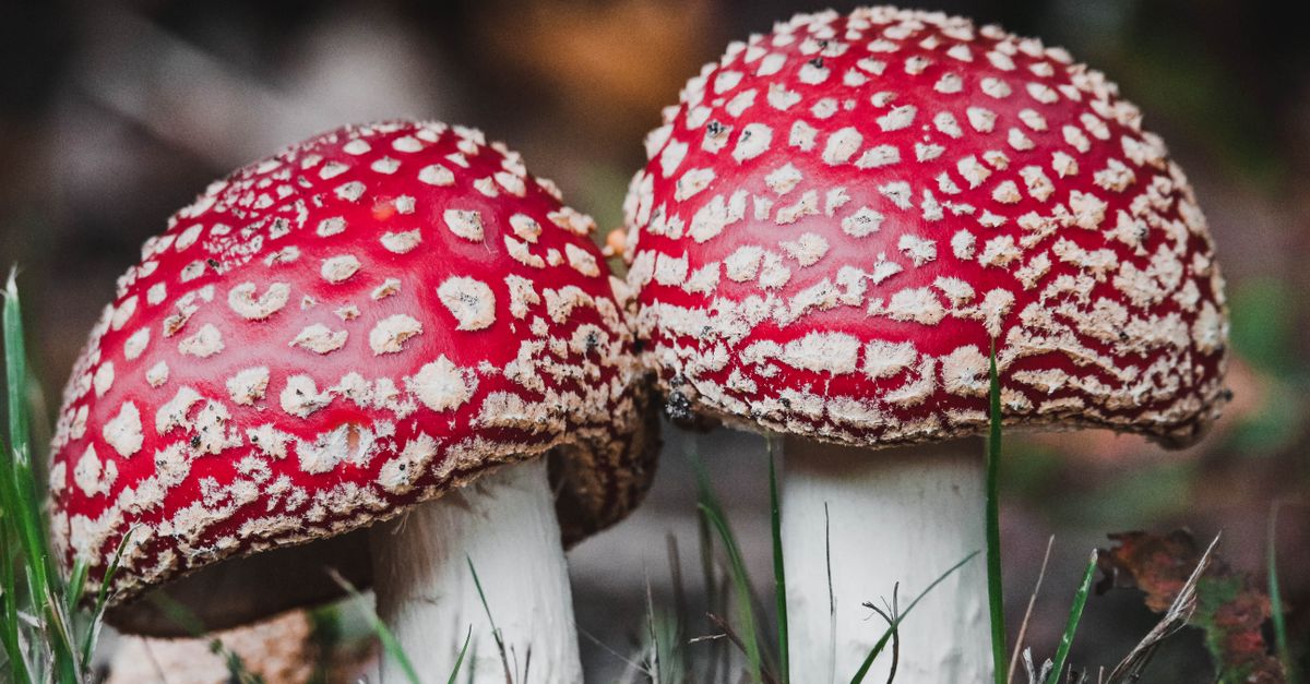 close-up of a mushroom growing kit with visible spores