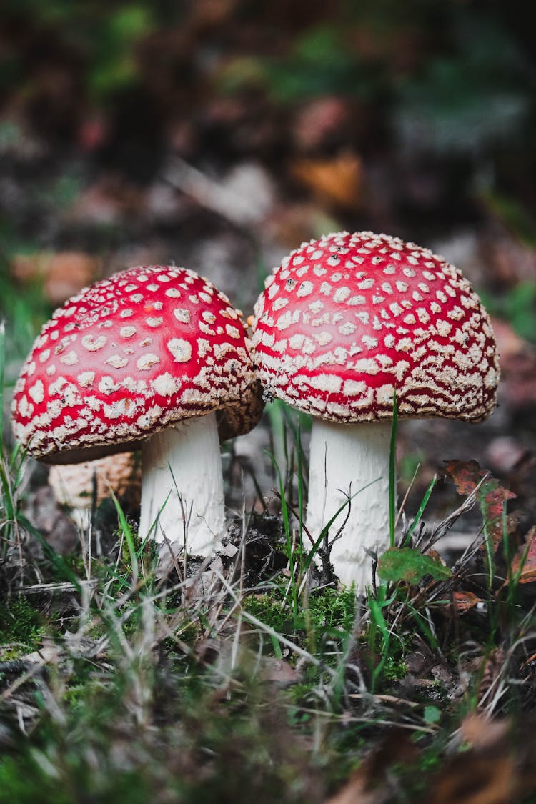 Beautiful But Poisonous Mushrooms