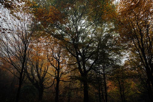 Photos gratuites de arbres, couvert forestier, forêt d'automne