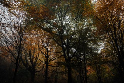 Free Low-angle view of an autumn forest canopy with colorful leaves and serene atmosphere. Stock Photo