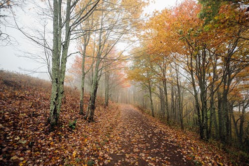 가을 배경, 가을의 나무, 비포장 도로의 무료 스톡 사진
