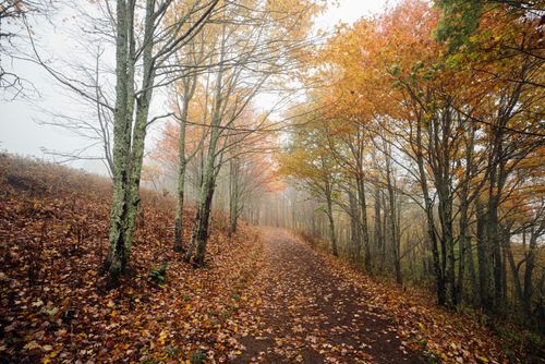 Free Enchanting dirt path through a colorful autumn forest with vibrant fall foliage and misty atmosphere. Stock Photo