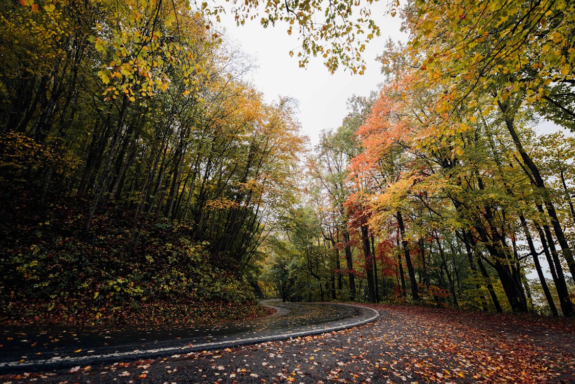 가을, 경치, 계절의 무료 스톡 사진