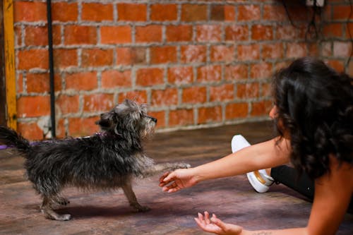 A Woman Playing with a Terrier Dog