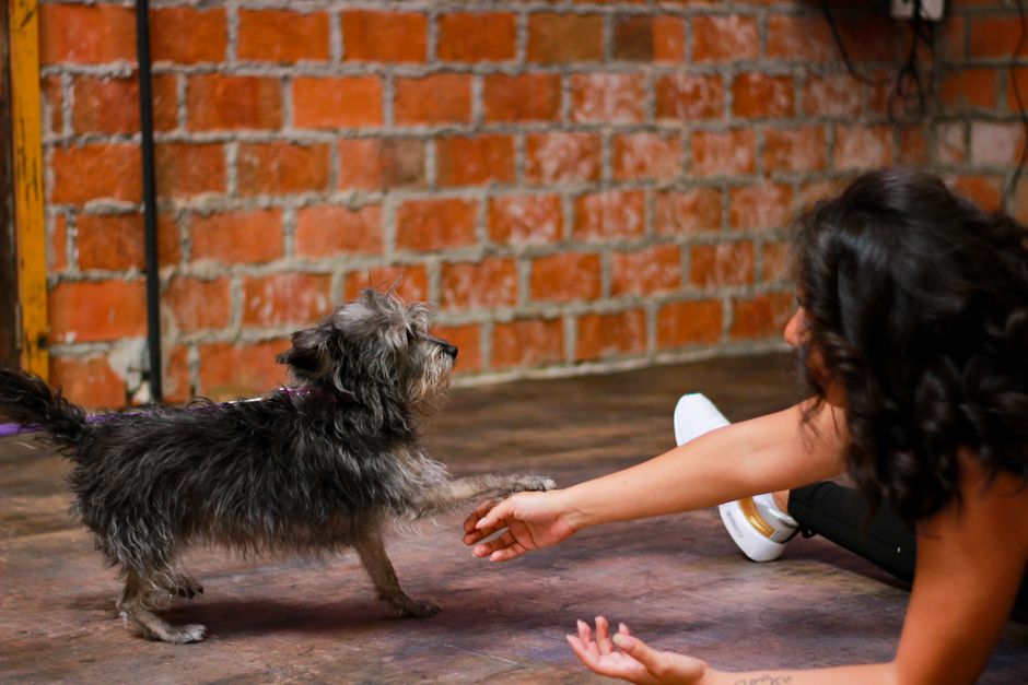 best pet nutrition for active pet owners 2026
