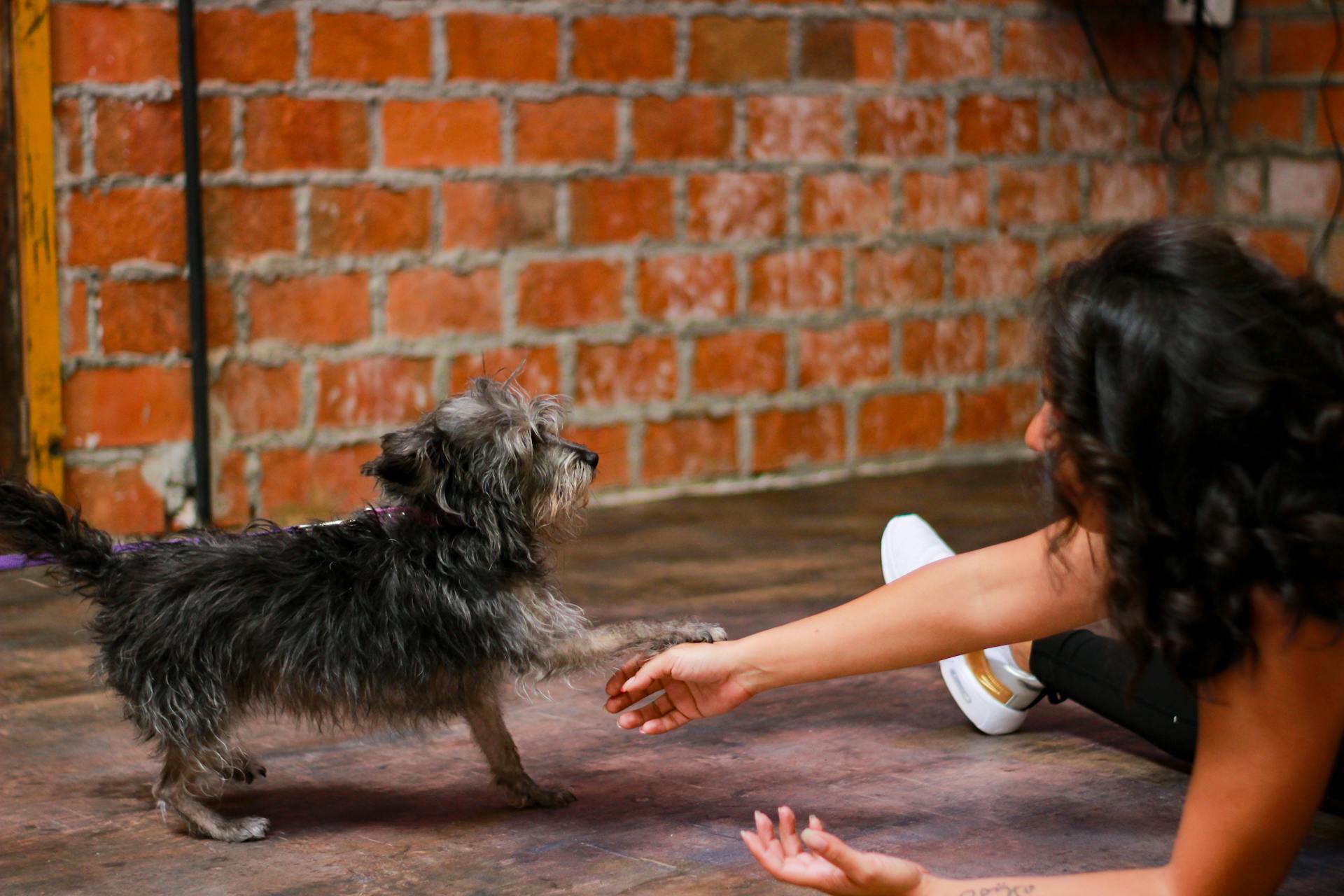 Une femme joue avec un chien terrier