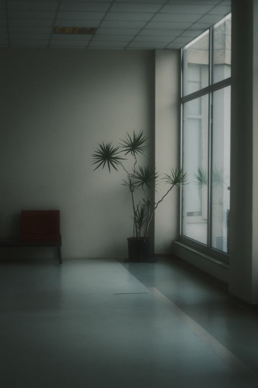 Minimalist room with a potted plant beside a tall window, photo by Ali Ramazan Ciftci on Pexels