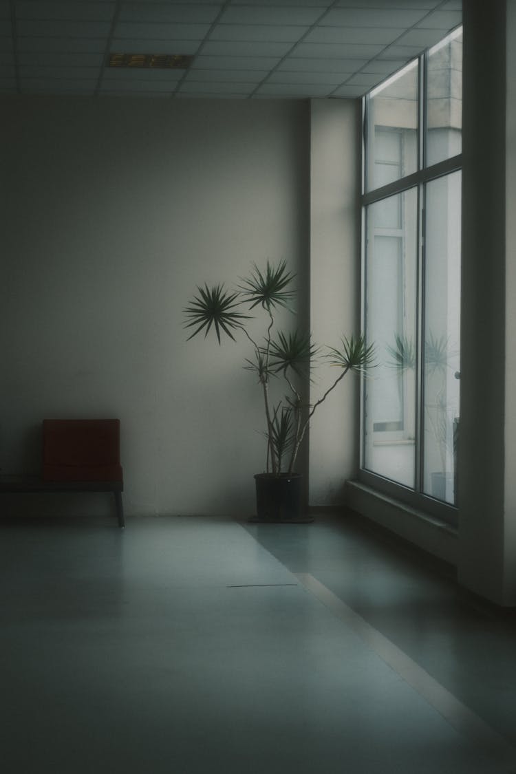 Plant In Empty Room