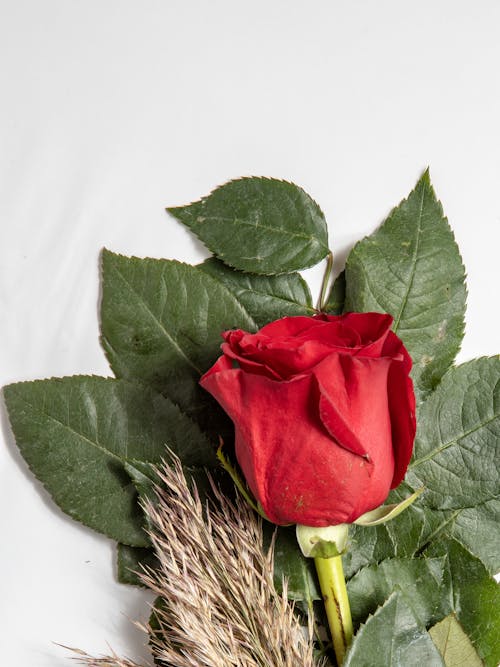 Red Rose on White Surface