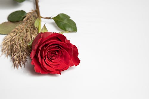 微妙, 特写, 紅玫瑰 的 免费素材图片