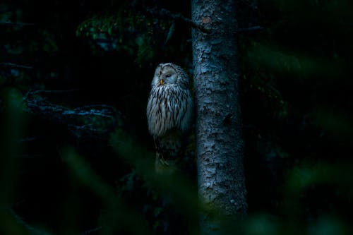 Photograph of a Ural Owl on a Tree