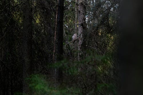 ウラルフクロウ, ふくろう, 動物の無料の写真素材