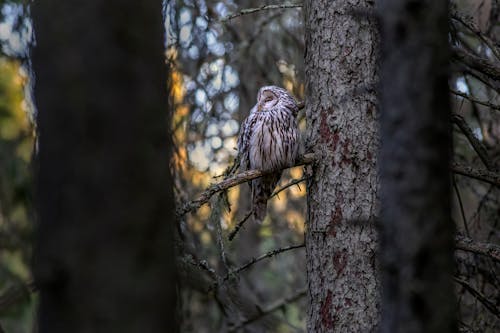 A Ural Owl Perched on a Tree Branch
