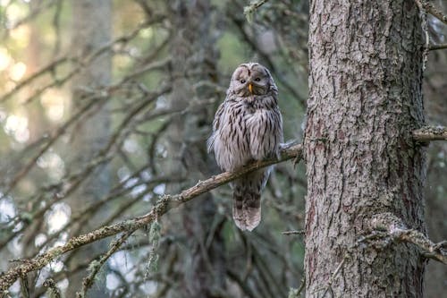 Brown and White Owl Perched on Tree Branch